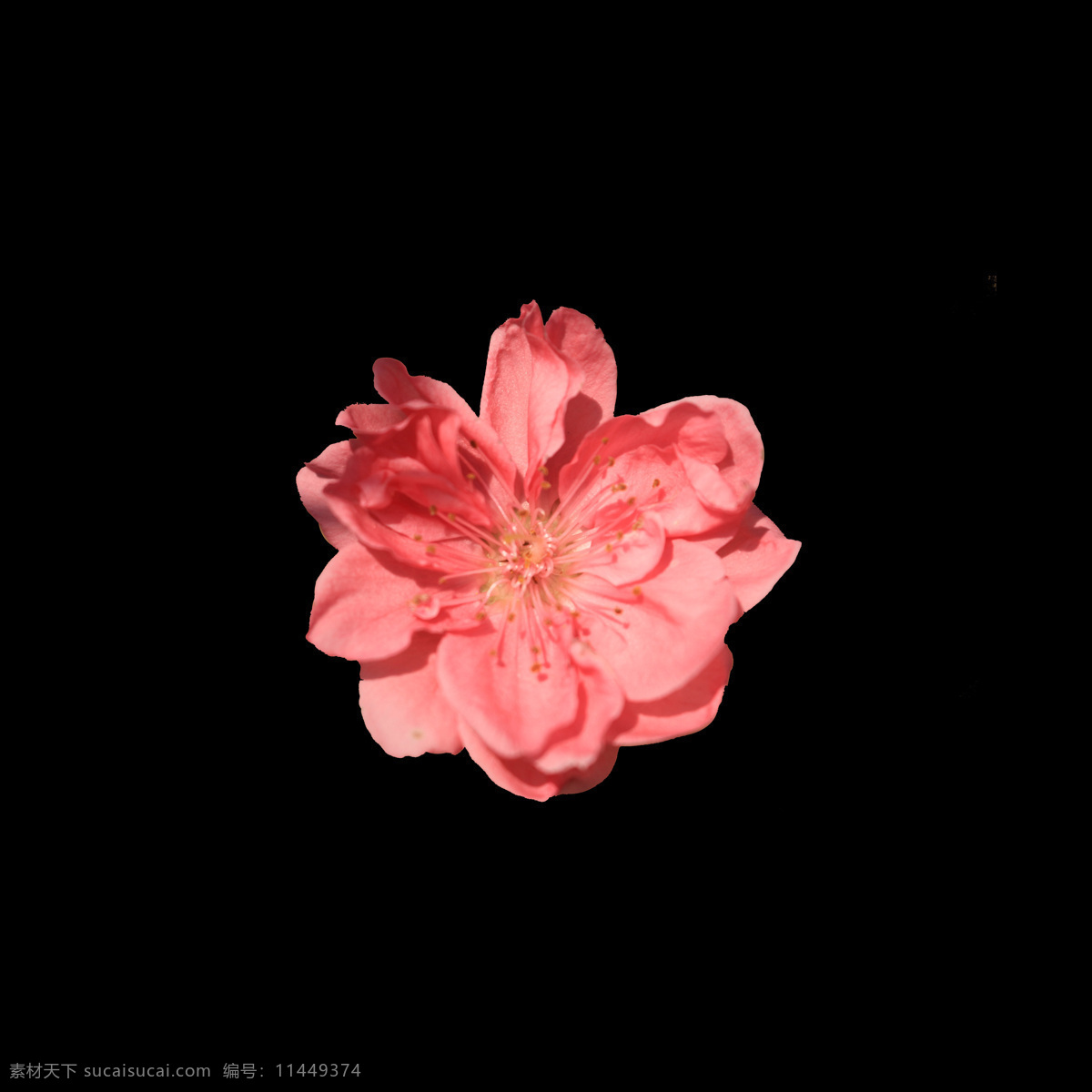 位图 写实花卉 植物 花朵 免费素材 面料图库 服装图案 黑色