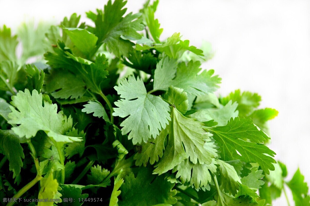 香菜 绿色蔬菜 农产品 蔬菜 蔬菜摄影 生物世界