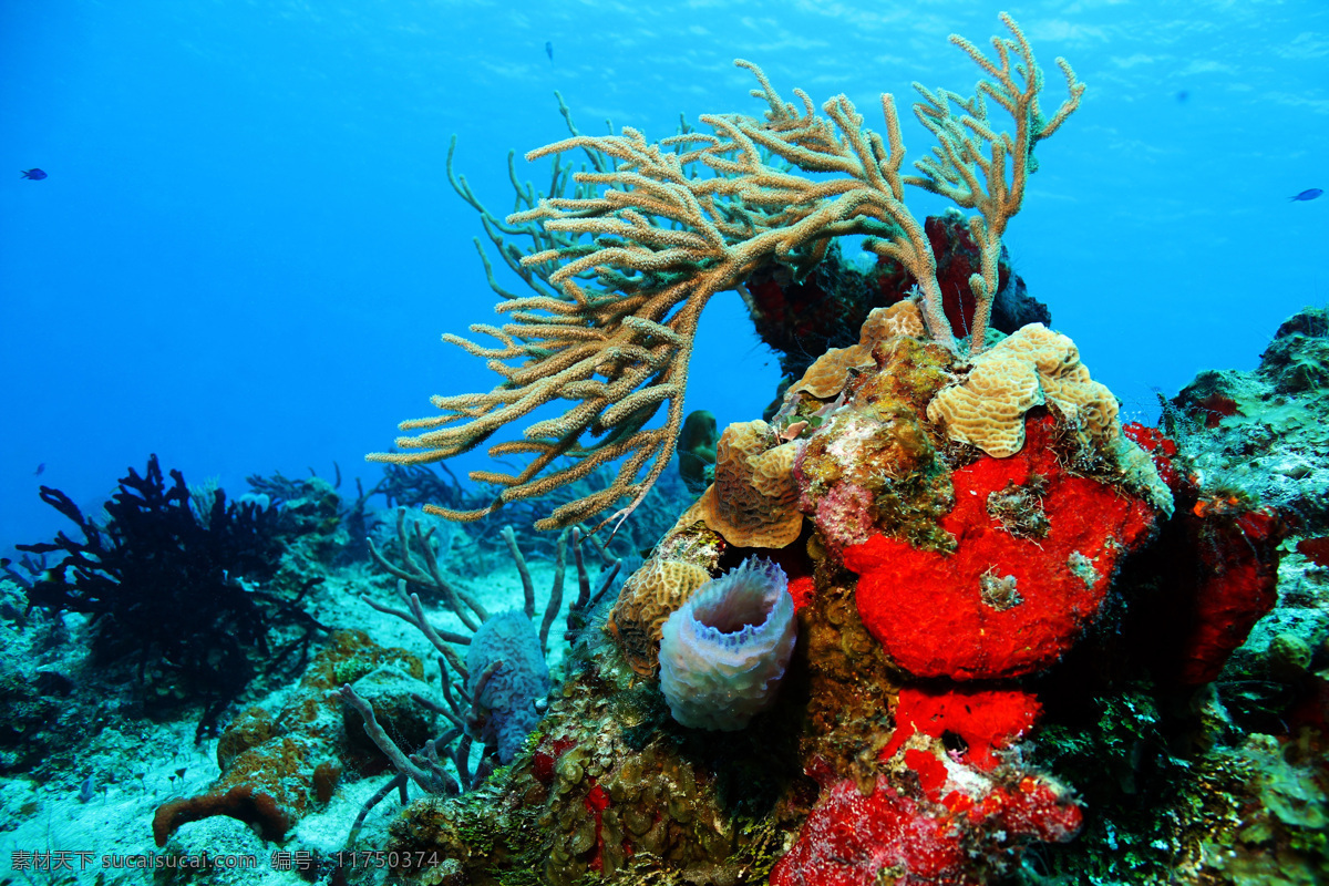 美丽海底 海底世界 珊瑚 海底生物 海底 珊瑚礁 海洋生物 组 世界 生物世界