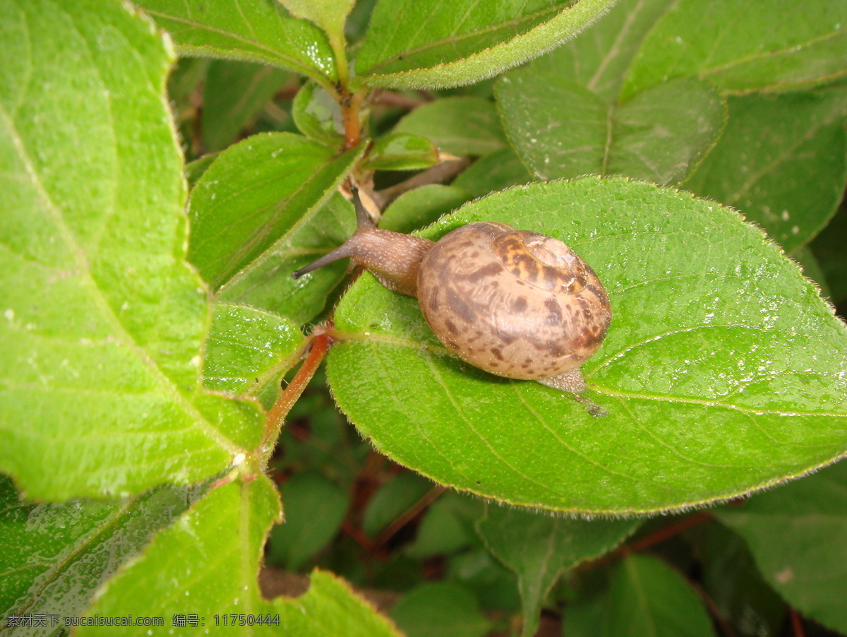 蜗牛特写 绿叶 蜗牛 特写 嫩叶 露水 触角 微距 昆虫 生物世界