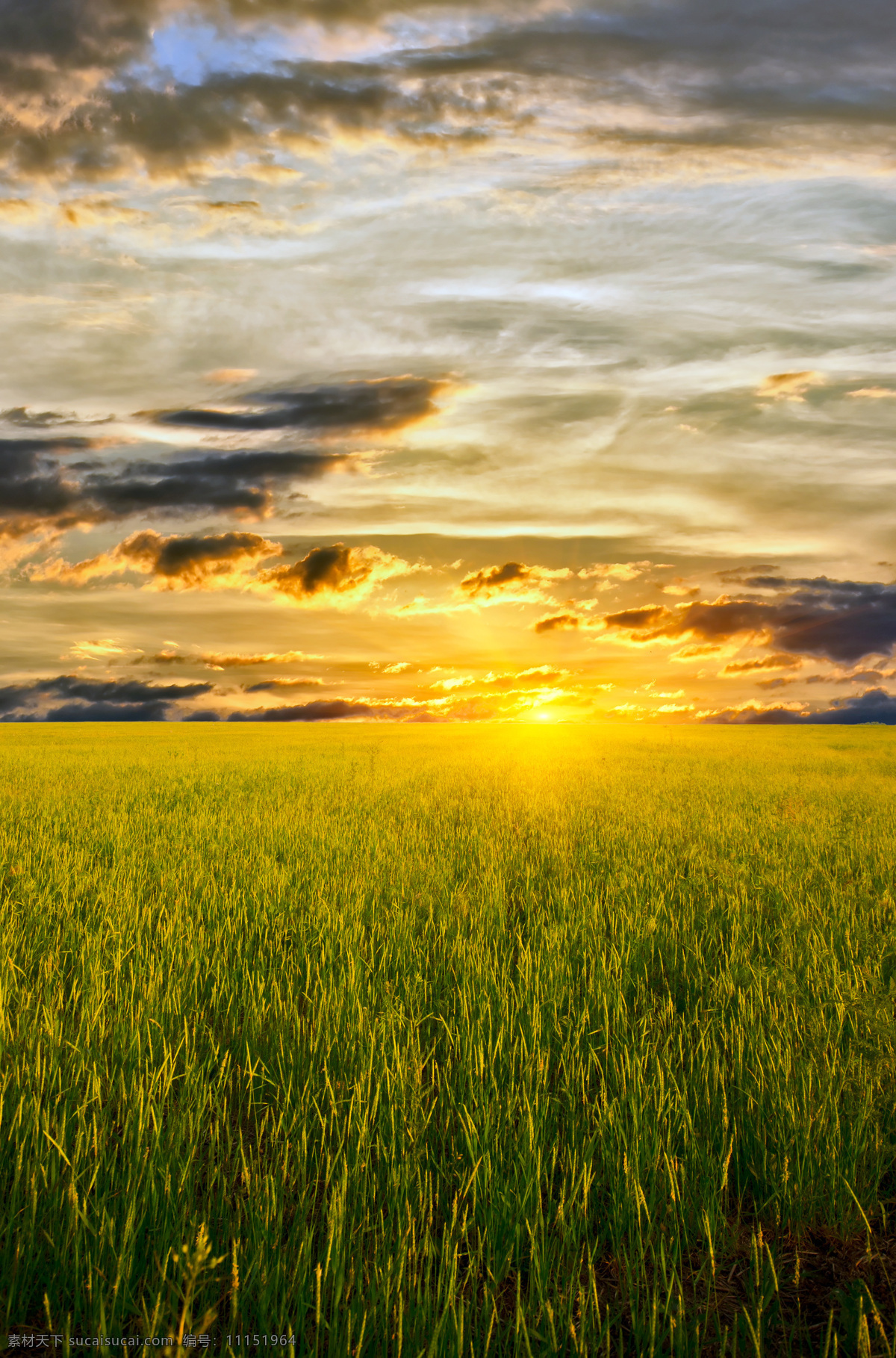 麦田 素材图片 麦地 自然 自然风光 大自然 自然景观 野外 田野 天空 夕阳 云朵 太阳 山水风景 风景图片