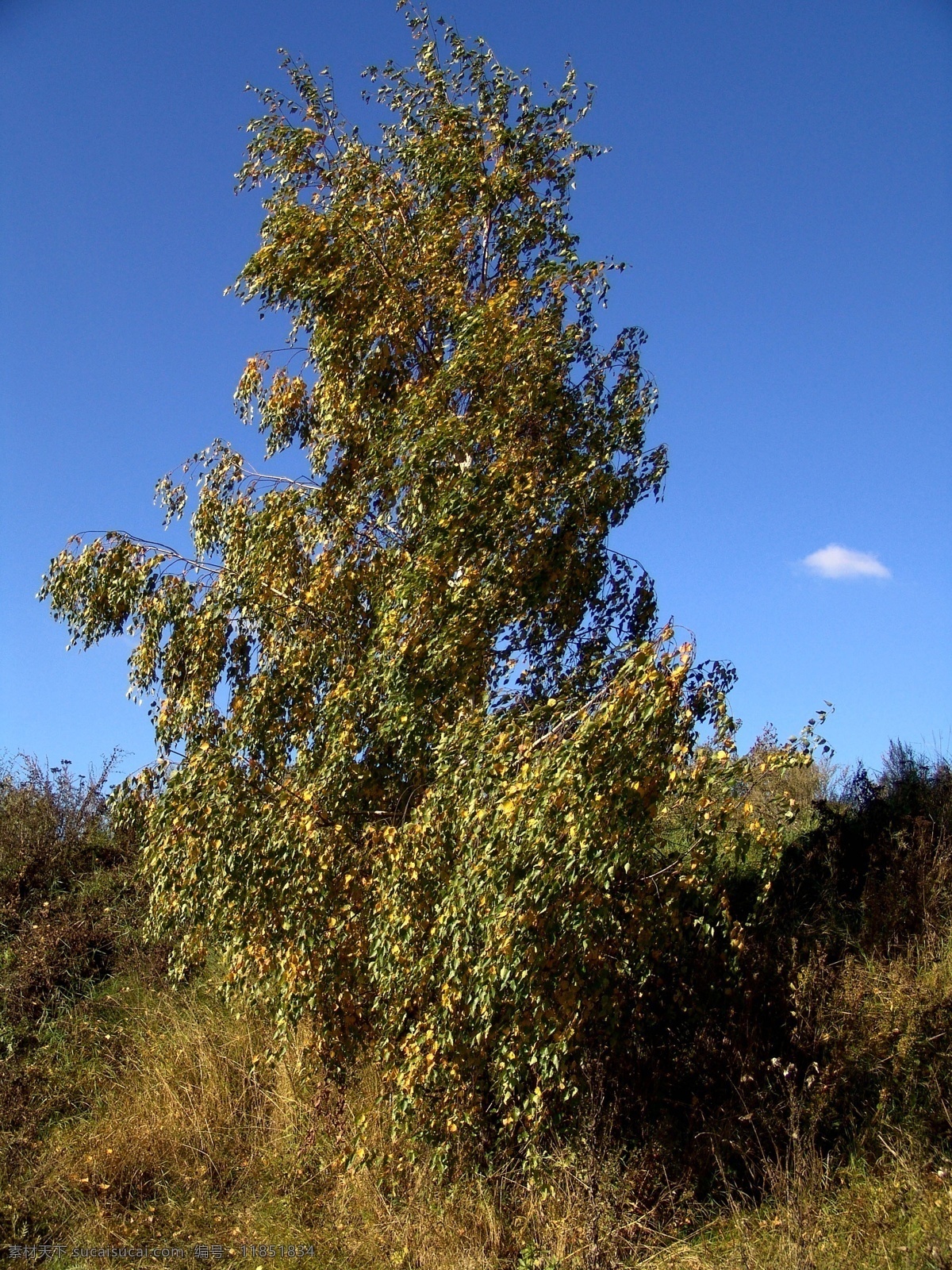 秋天 自然风景 美丽树林 大树 树木 树叶 花草树木 自然风光 秋季自然景色 秋天美丽风景 秋天风光 秋天自然风景 其他风光 风景图片