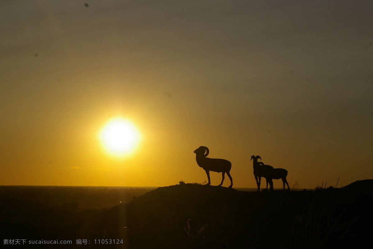 戈壁 夕阳 剪影 绵羊 晚霞 羊 自然风景 自然景观 戈壁夕阳