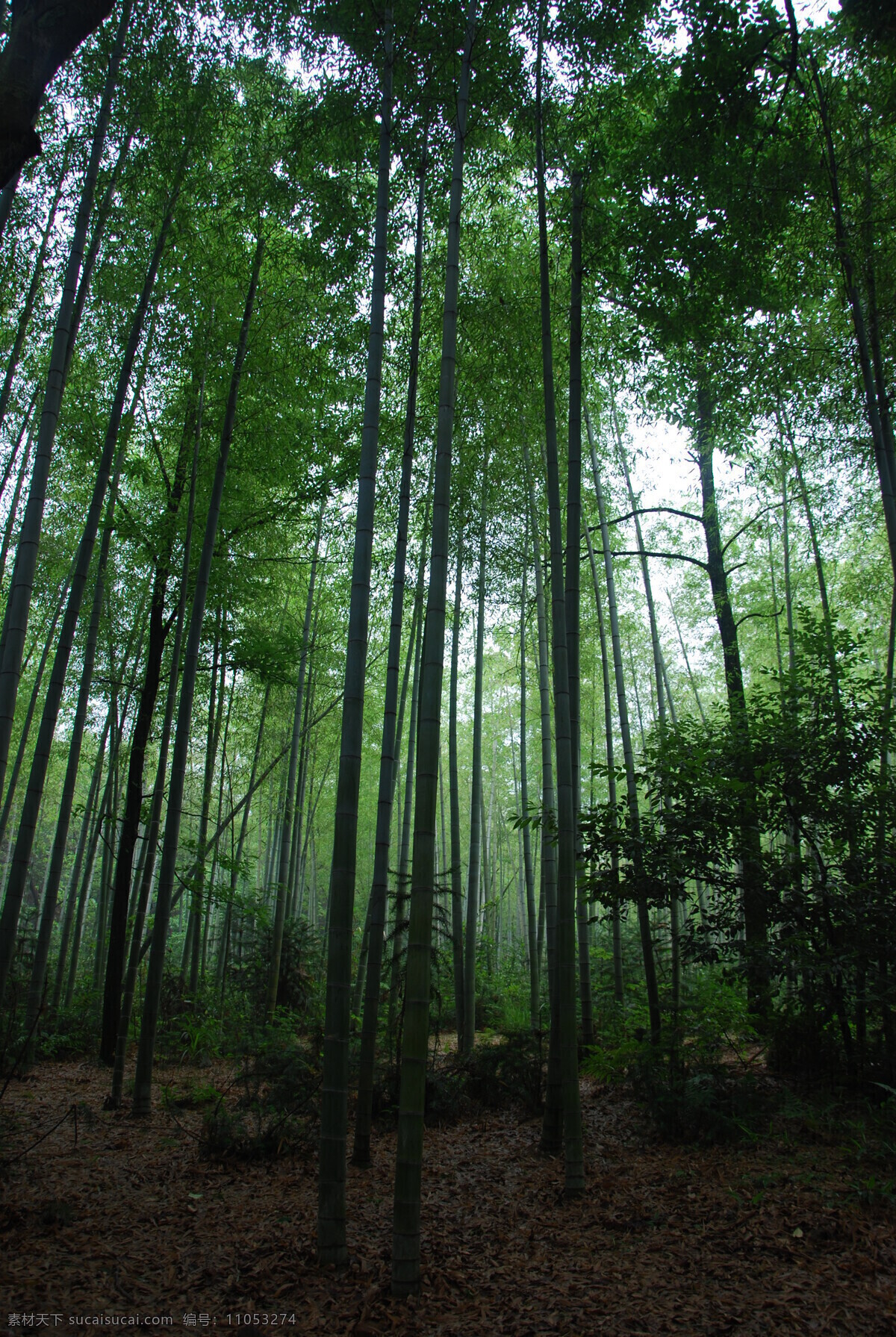 竹林 绿色 生物世界 树木树叶 高大 毛竹林 竹子落叶 竹地 矢量图 日常生活