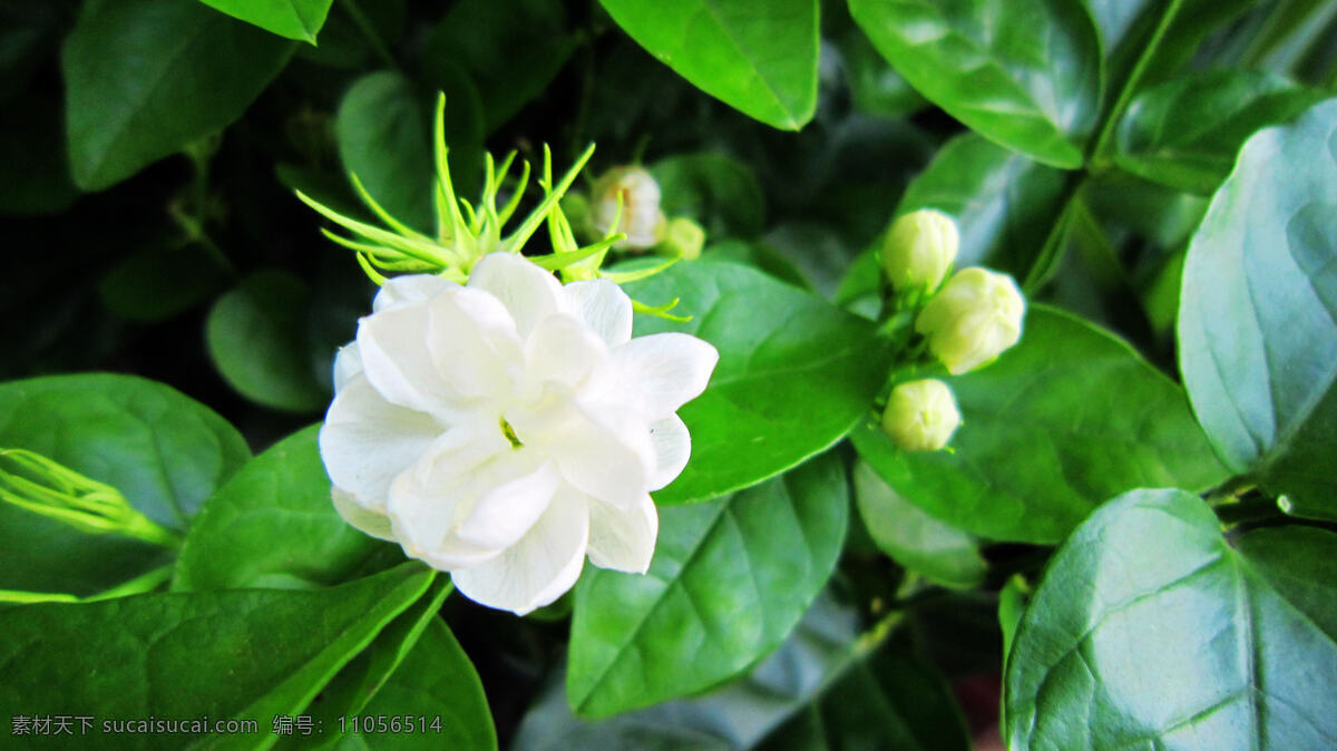 茉莉花 白色花 淡黄色 花心 绿叶 花蕾 花草 生物世界