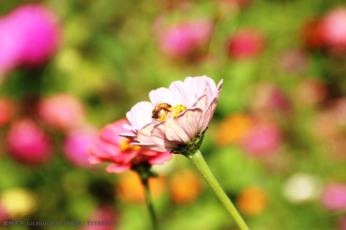 采 蜜 忙 粉色花卉 红色花卉 昆虫 蜜蜂 生物世界 植物园 采蜜忙 群花背景