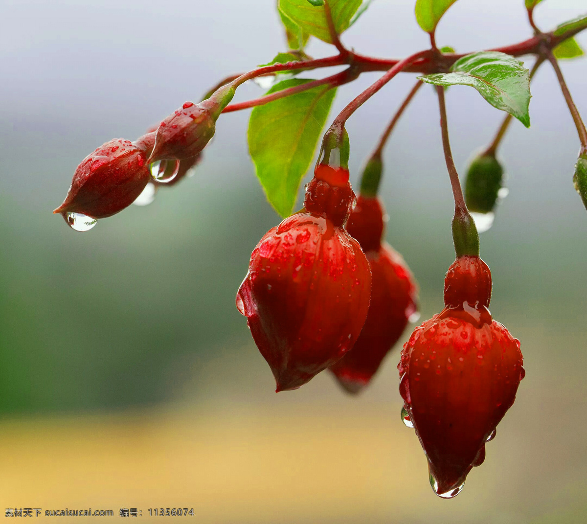 雨中花朵 水滴掉落 雨滴 花朵 水滴 掉落 特写 自然景观 自然风景