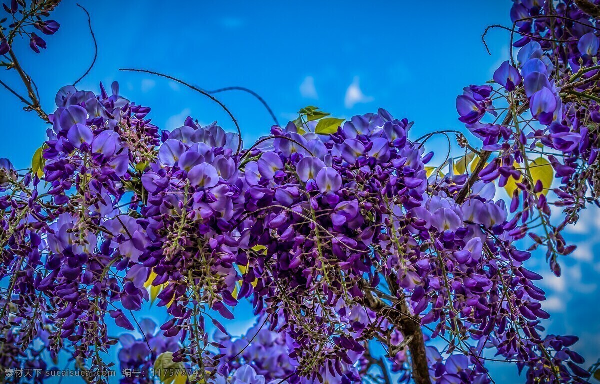藤蔓 树枝 上 紫色 花朵 藤蔓树枝上 紫色花朵 鲜花 花卉 花苞 花开 开花 蓝天 天空 花枝 近景 特写 生物世界 花草