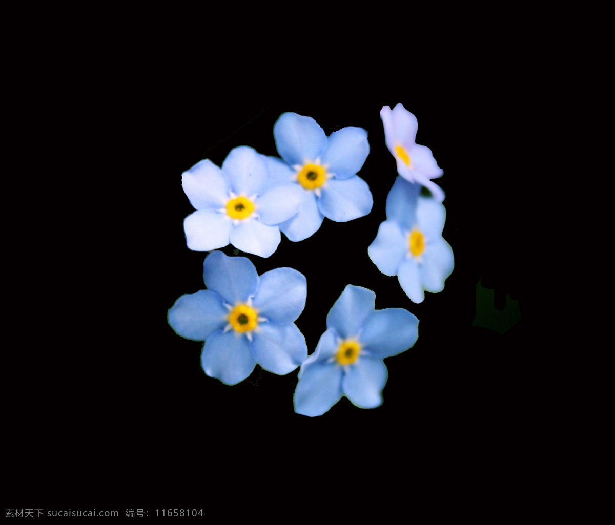 位图免费下载 服装图案 高清 花朵 位图 植物 写实花卉 面料图库 服装设计 图案花型