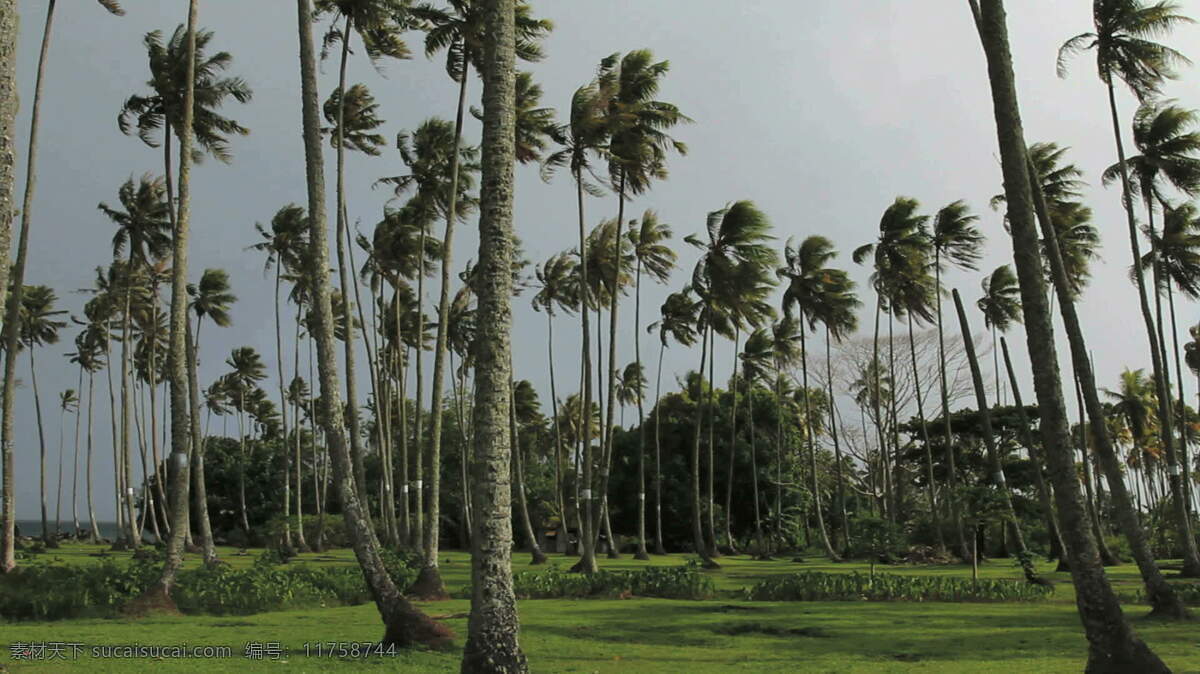 塔希提 椰林 股票 视频 法属波利尼西亚 岛 岛屿 热带 椰子 棕榈 棕榈树林 树 摇摆 风 avi 灰色