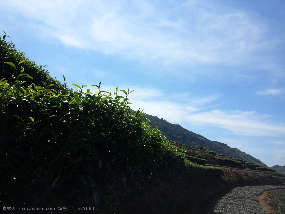 茶山 茶 山 天空 树 叶 自然景观 山水风景