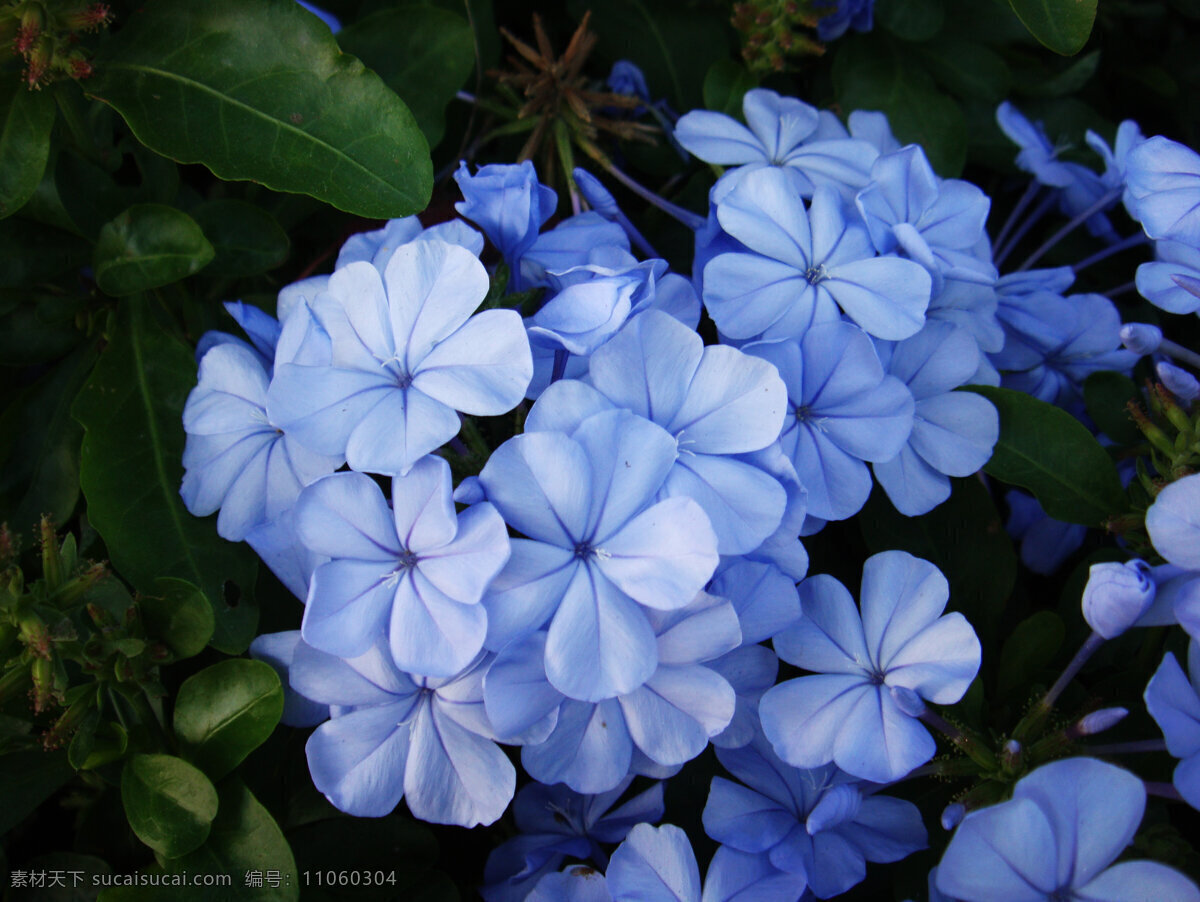 兰花图片素材 兰花 蓝色花朵 唯美花朵 绿叶 自然花朵 高清图片