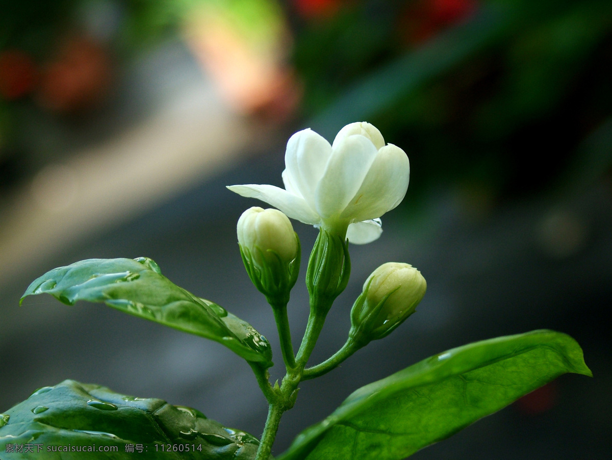 茉莉花 植物 绿色 花 草本 叶 枝 花蕾 水珠 生物世界 花草 摄影图库 设计素材 花卉 黑色