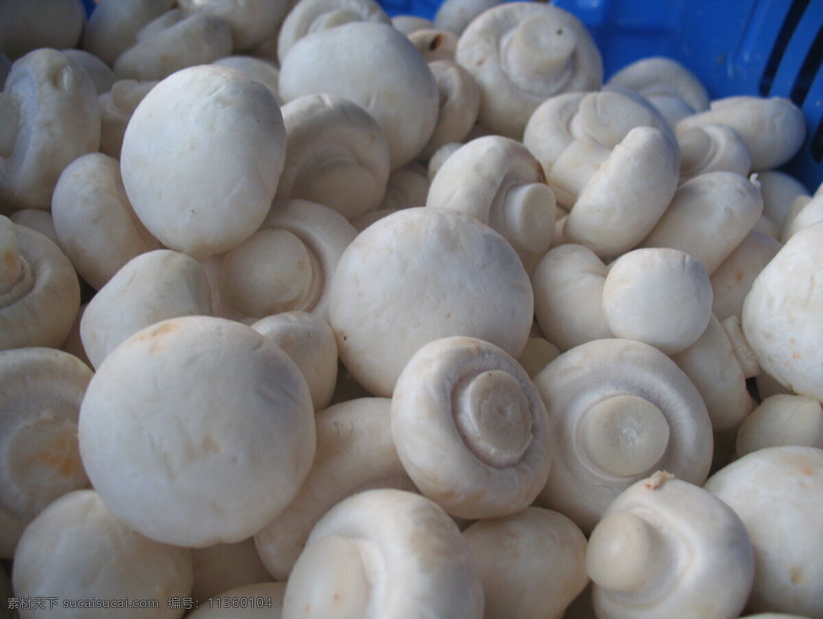双 孢 蘑菇 餐饮美食 摄影图库 生物世界 蔬菜 双孢蘑菇 磨菇 白色蔬菜 白色磨菇 风景 生活 旅游餐饮