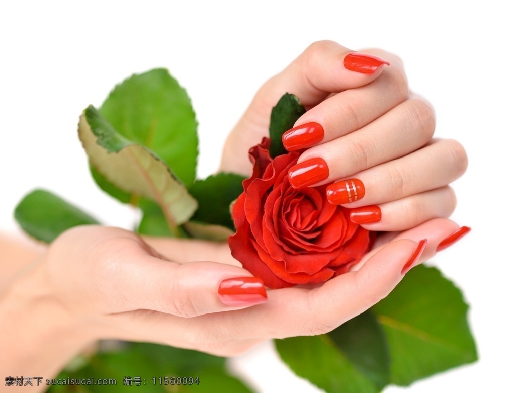 精致 美甲 手中 玫瑰花 精致美甲 手中的玫瑰花 生活百科 红玫瑰 红色 指甲 鲜花 花朵 绿叶 叶子 近景 特写 高清 生物世界 花草