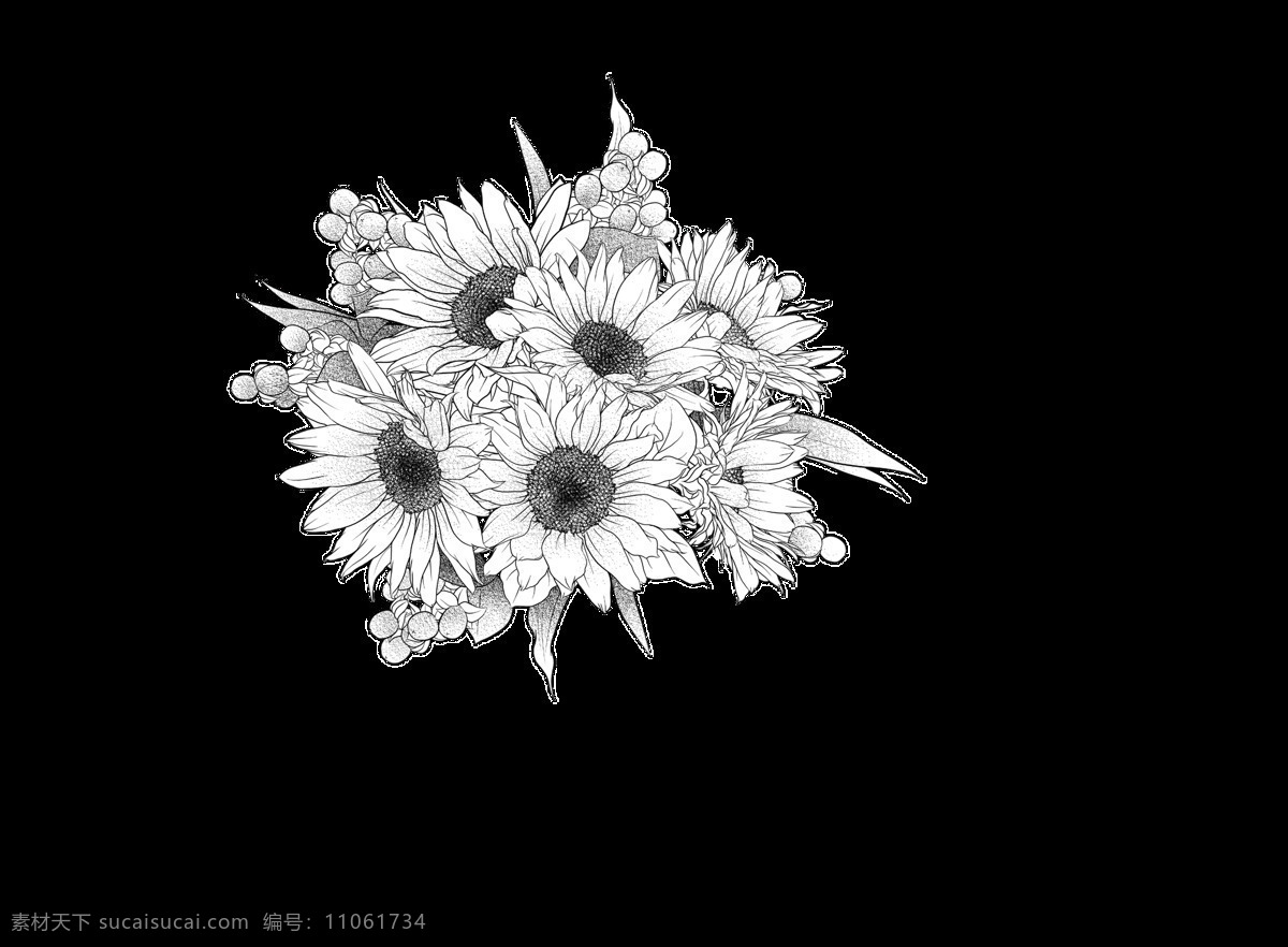 手绘 黑白 菊花 花束 透明 花朵 花卉 简约 免扣素材 透明素材 装饰 装饰图片