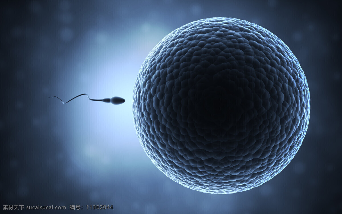 精子 卵细胞 受精过程 受精卵 游动 生命 生物 科学 科学研究 形象 现代科技