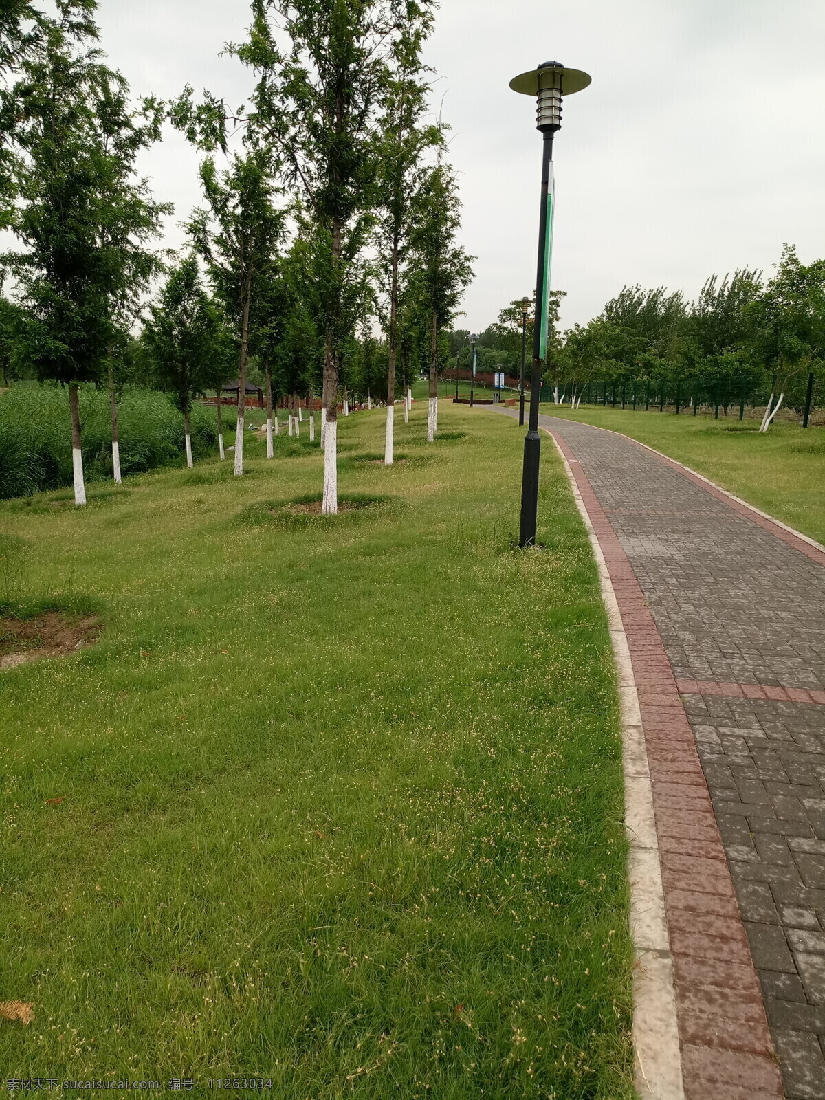 初夏公园景观 绿色 绿化 树林 树木 树干 夏天 地面 草地 草坪 园林艺术 观赏 艺术设计 艺术景观 小路 路灯 夏季景观2 建筑园林