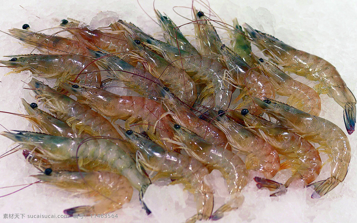 沙虾 冰块 生鲜 鱼类 生物世界