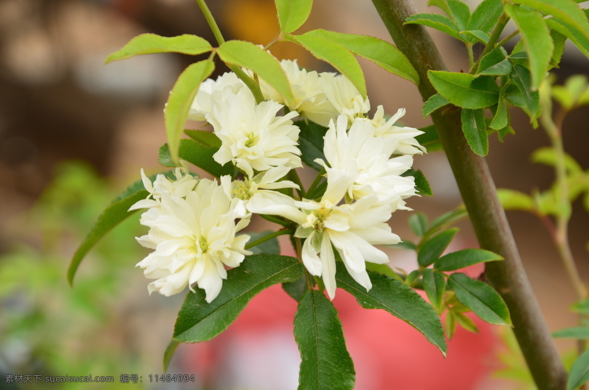 木香 花卉 蔷薇科属 常绿攀援灌木 花 朵 成 伞 房 花序 生于 短 枝 先端 花瓣 白色 黄色 浓香 花数朵 花卉系列 花草 生物世界