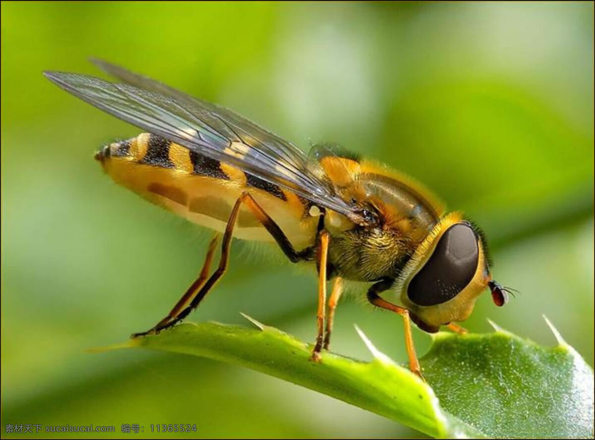 蜜蜂 蜂蜜 昆虫 生物世界 蜜蜂特写 高清蜜蜂