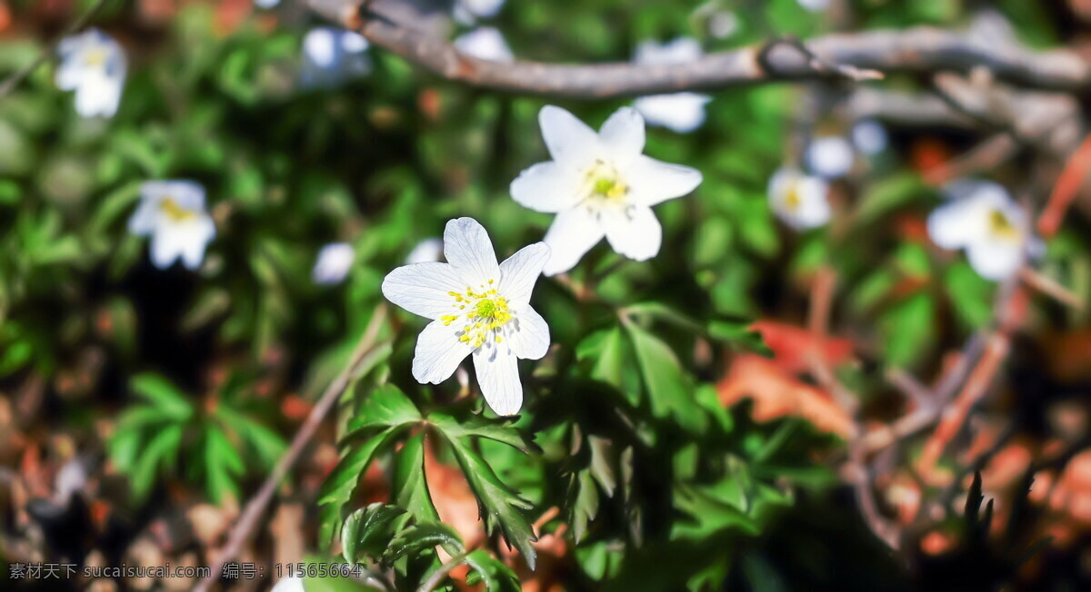 唯美 白色 小 野花 白色花朵 鲜花 白花 花丛