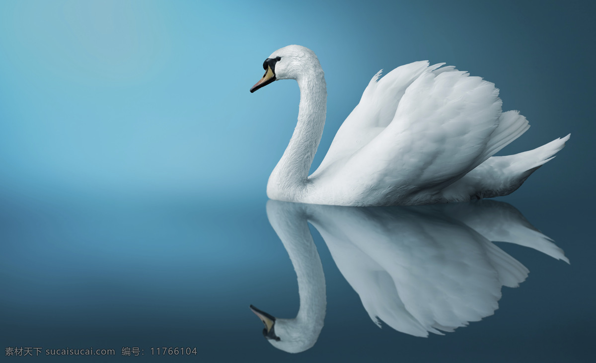 白天鹅 高档 唯美 天鹅舞 天鹅湖 倒影 高清图片 生物世界 鸟类