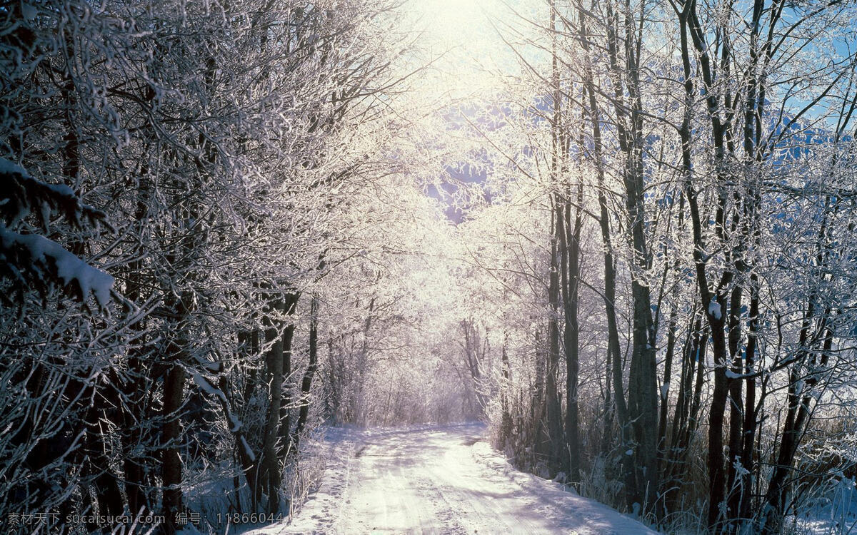 冬天免费下载 冬季 冬天 户外 林间小道 树林 雪景 雪松 阳光 冬季早晨 冬天阳光 雾凇 背景图片