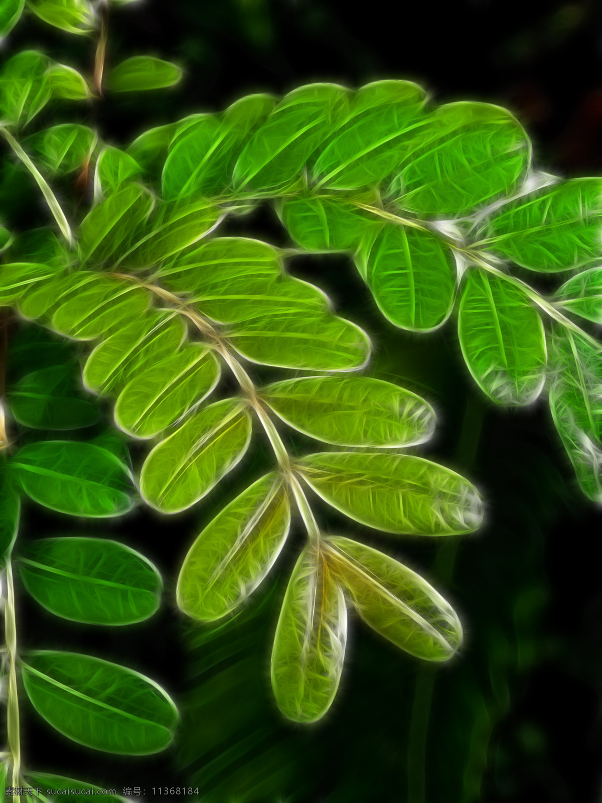 植物 花卉 炫 光光 影 效果 无 框 画 装饰画 光 轮廓 光影 装饰素材
