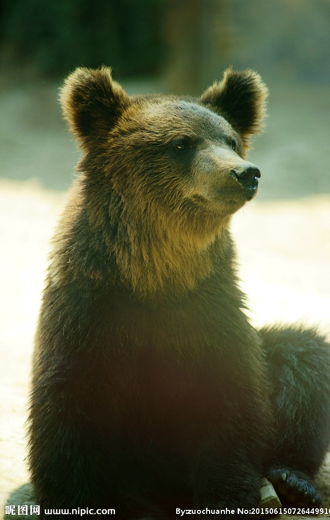 发呆的棕熊 熊 棕熊 动物 野生动物 生物 自然 生物世界