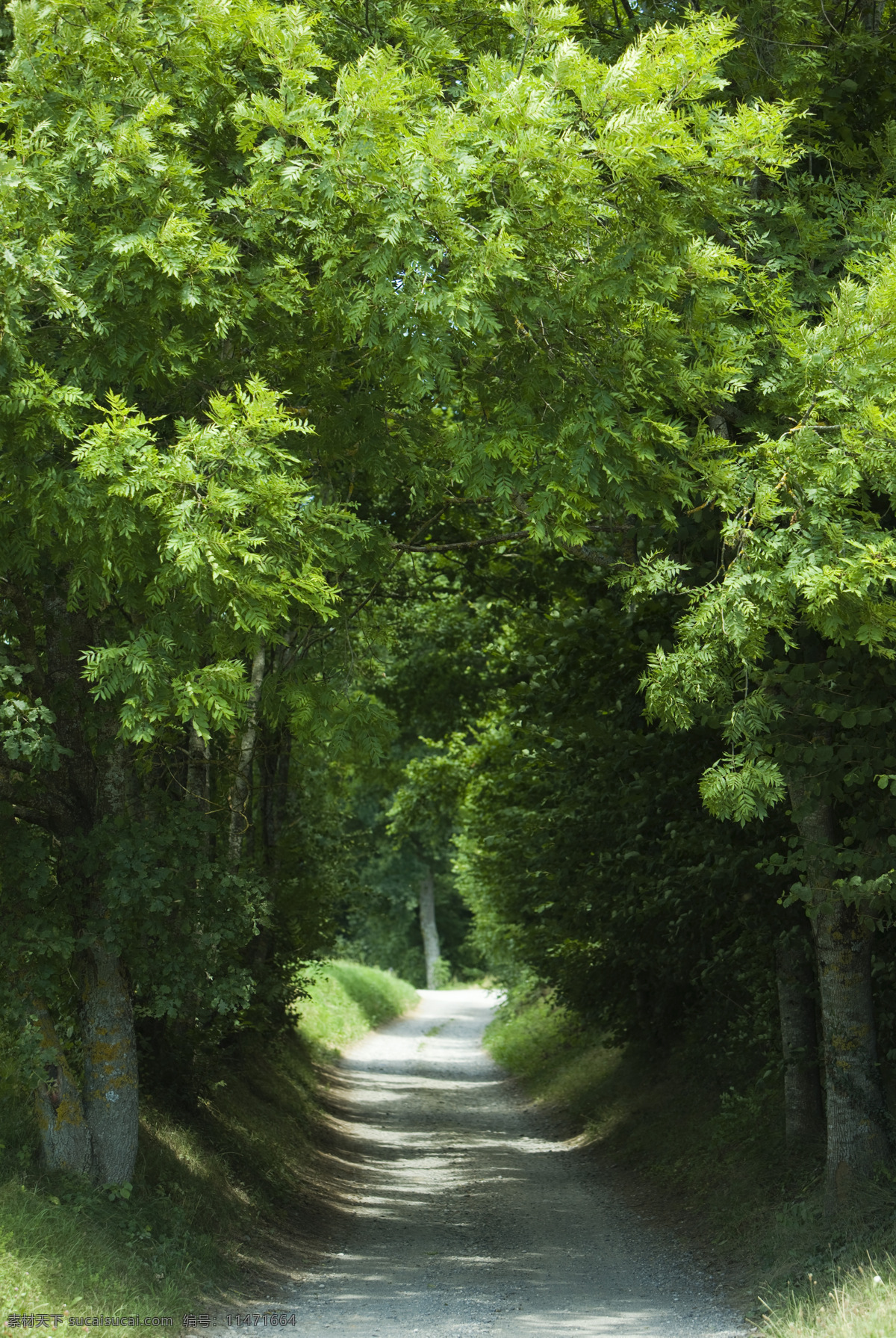 林间 小道 风景 美景 自然景观 自然风景森林 树林 林间小道 马路 旅游摄影 旅游 草原 山峰 自然风景 绿色大自然 山水风景 风景图片