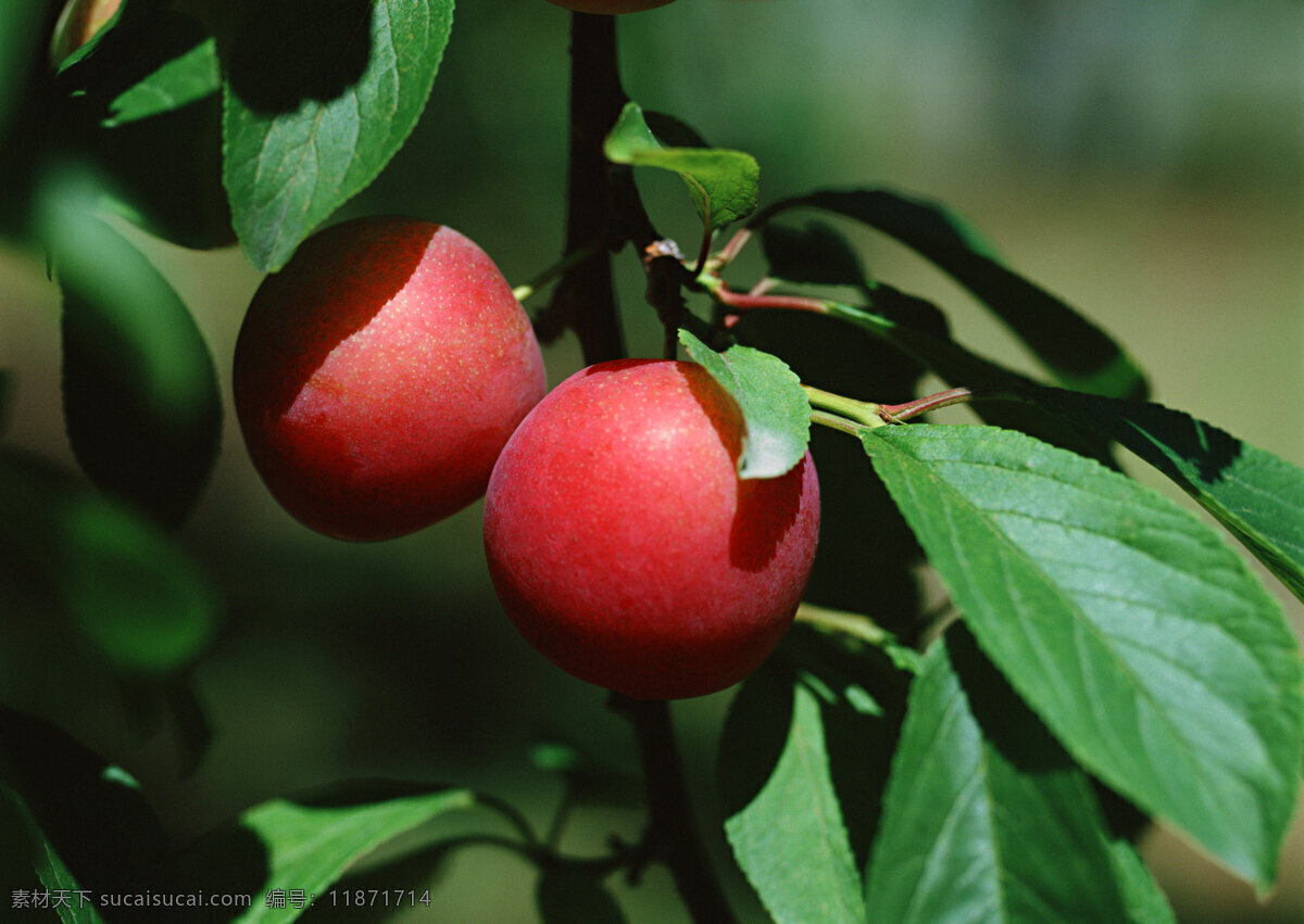 红苹果 青苹果 苹果树 苹果园 苹果 红富士 国光苹果 果树 丰收 硕果 硕果累累 水果 生物世界