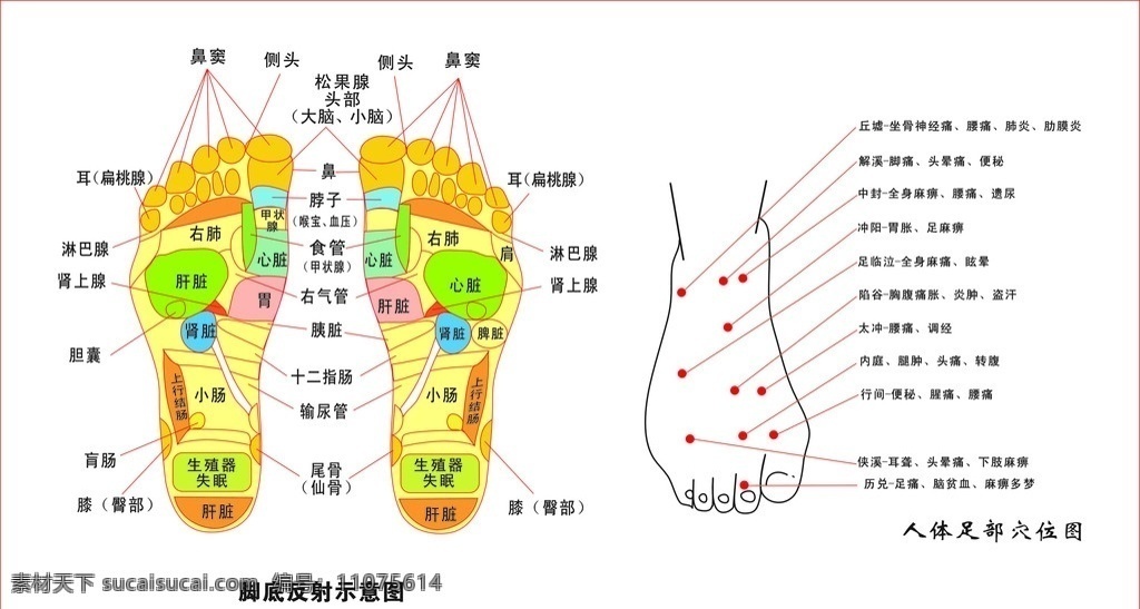 脚底穴位 脚底穴位图 脚掌 穴位 按摩 保健 生活百科 医疗保健 矢量图库 高清 矢量