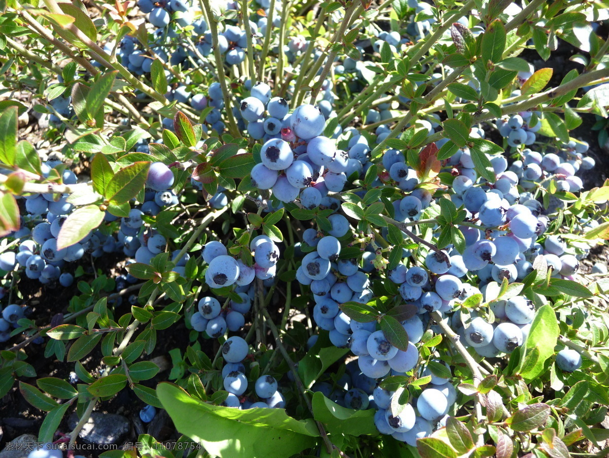 蓝莓 蓝梅 笃柿 都柿 甸果 笃斯 越桔 地果 龙果 蛤塘果 水果 生物世界