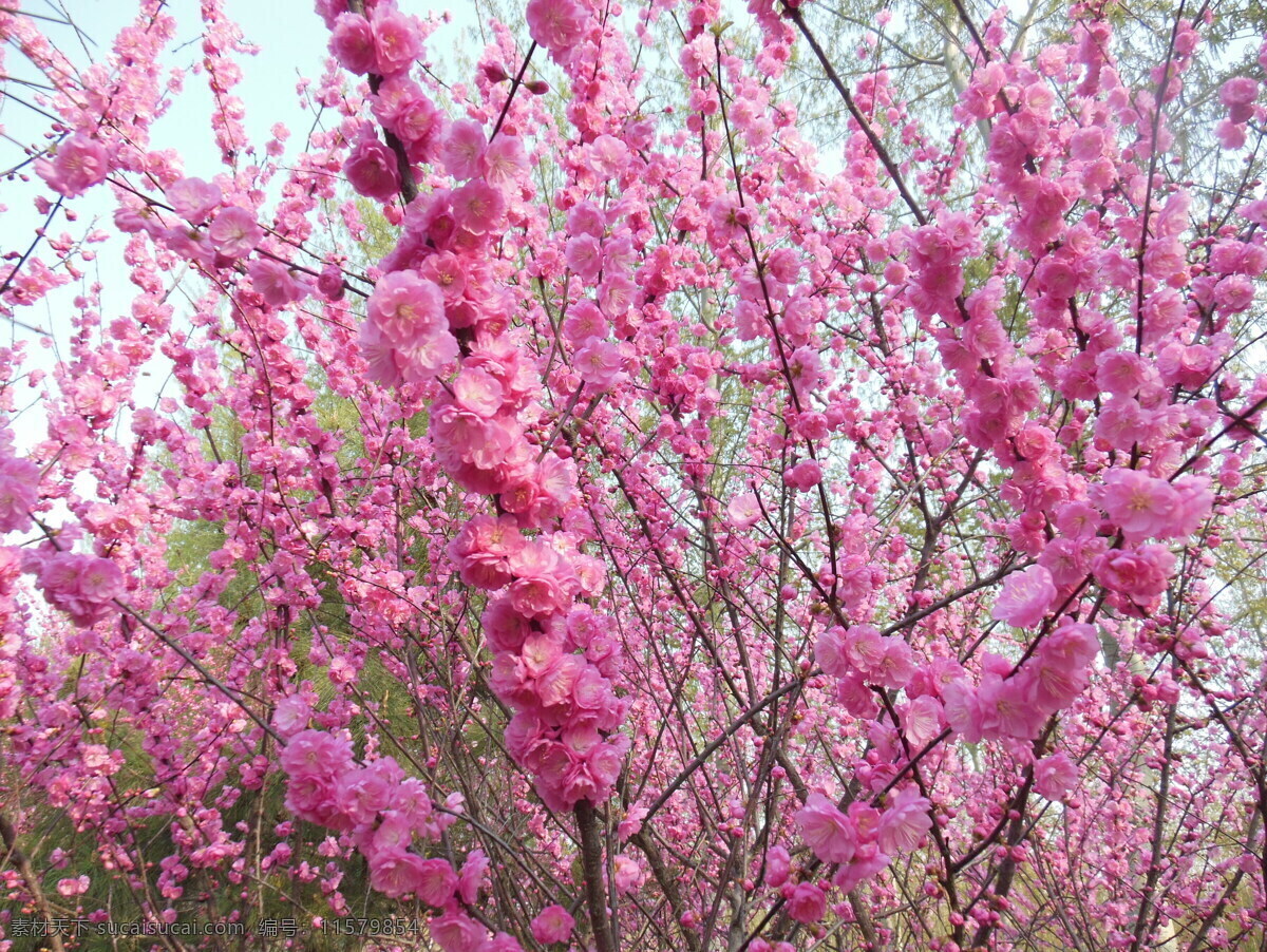 梅花 春天 粉色花 高清图 花草 花朵 绿叶 生物世界