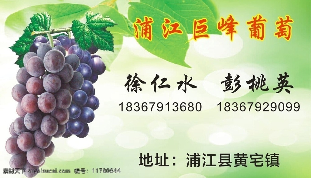 浦江 巨峰 葡萄 单面 名片 巨峰葡萄 简约 简洁 大气 时尚 名片卡片