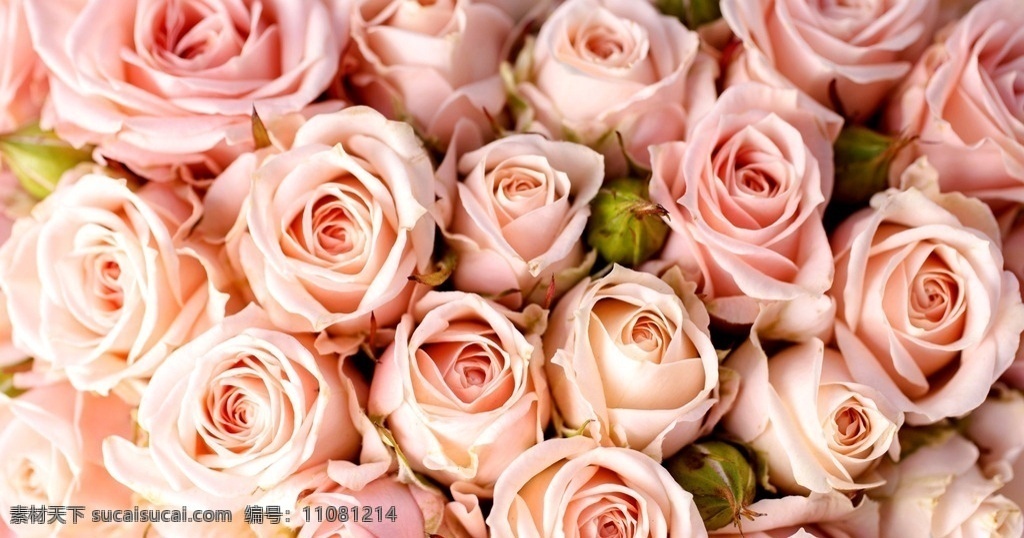 玫瑰花墙 花卉 照片 花草 玫瑰 花墙 春天 粉色 生物世界