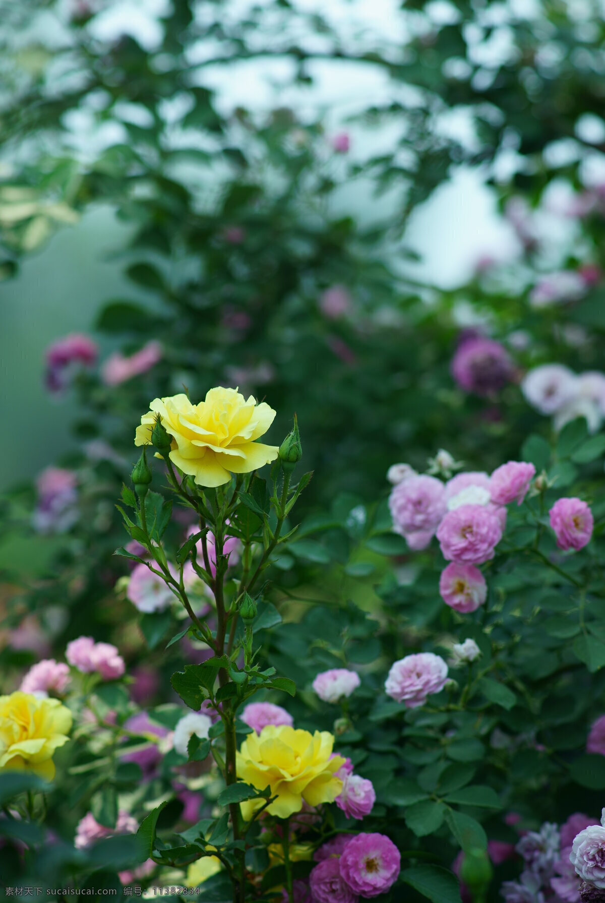 黄色月季花 月季花 月季 植物 花卉 花 四季 夏季 生物世界 花草