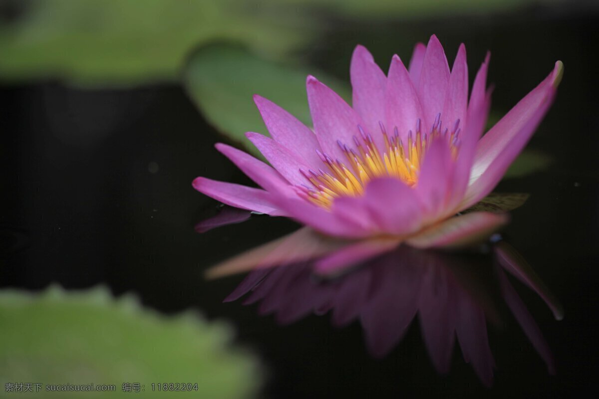 莲花 荷花 荷叶 花 花草 花儿 昆虫 鲜花 野花 叶子 生物世界