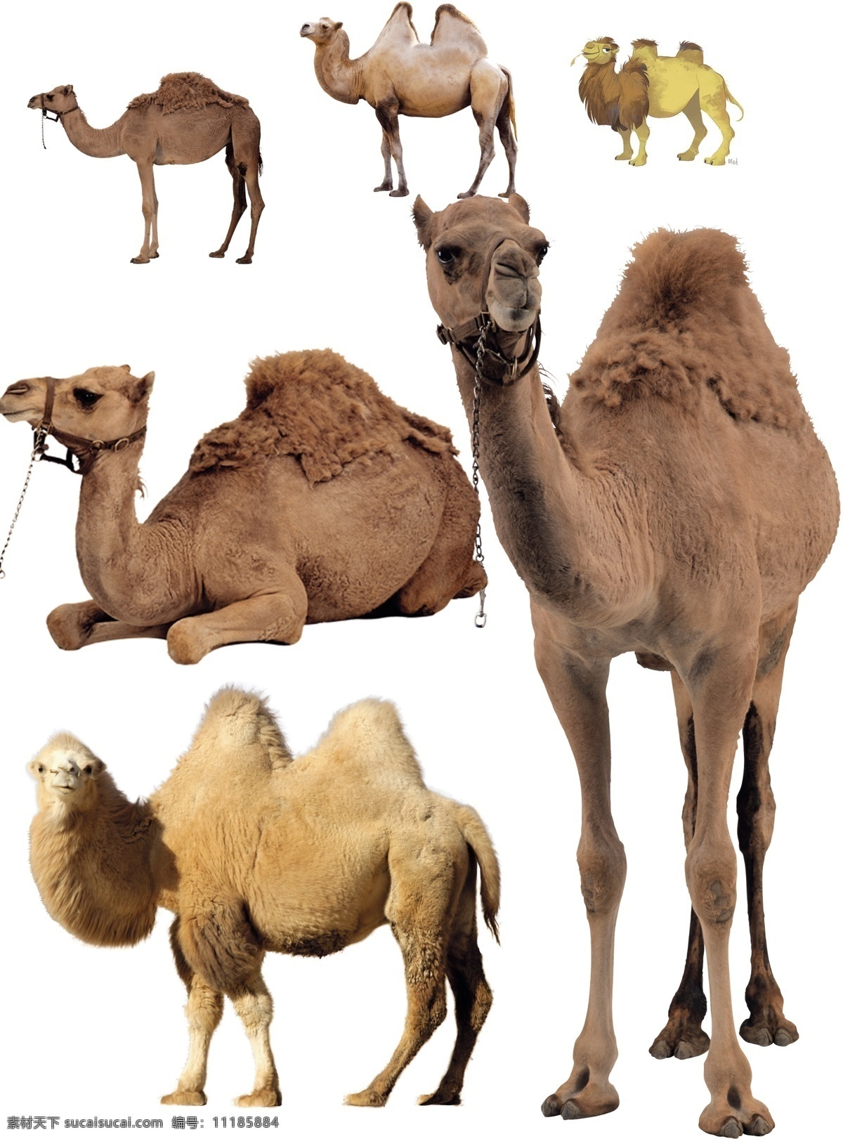 骆驼图片 骆驼 动物 骆驼素材 动物素材