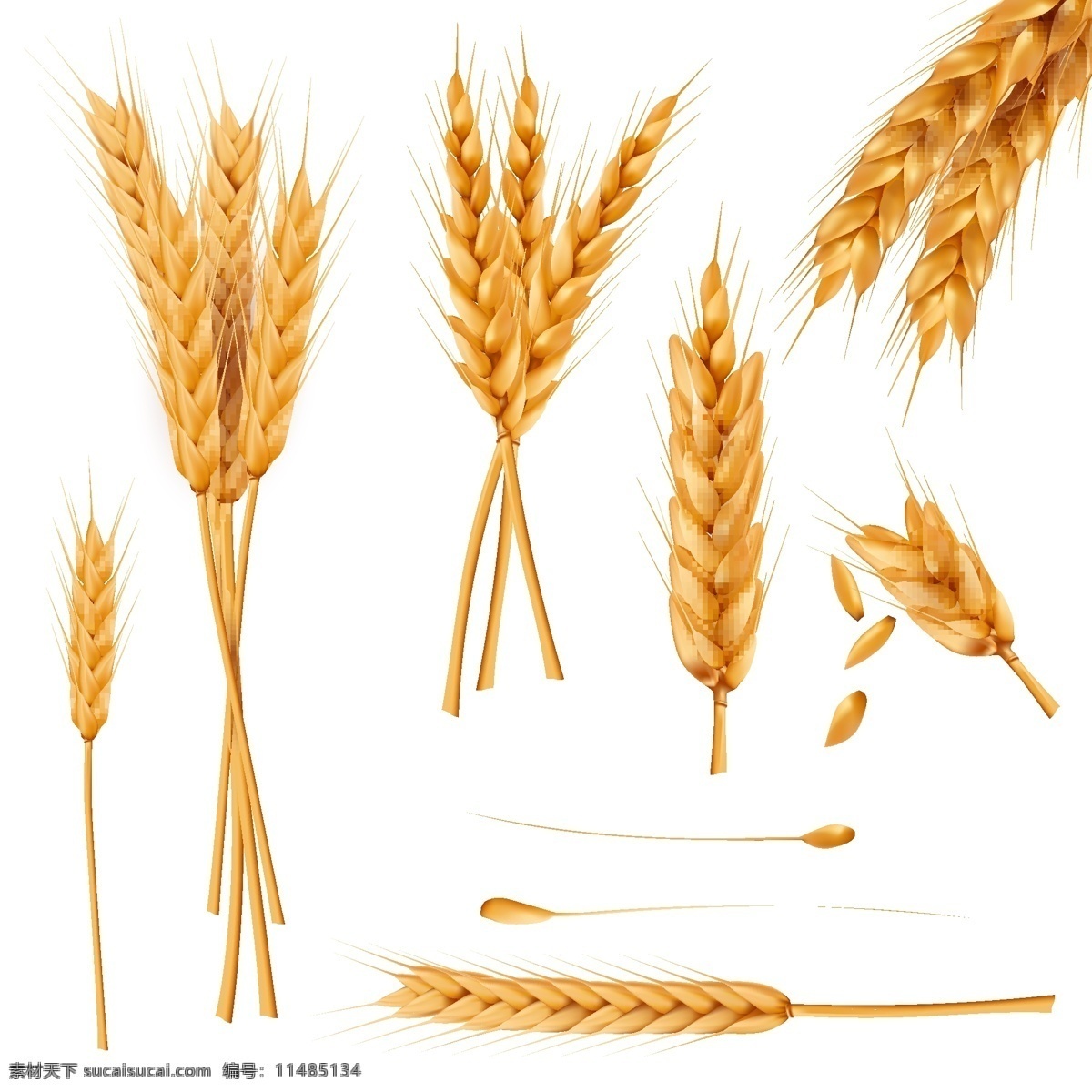 束 小 麦穗 干 全麦 现实 向量 图集 一束小麦 穗干 矢量图集 底纹边框 花边花纹