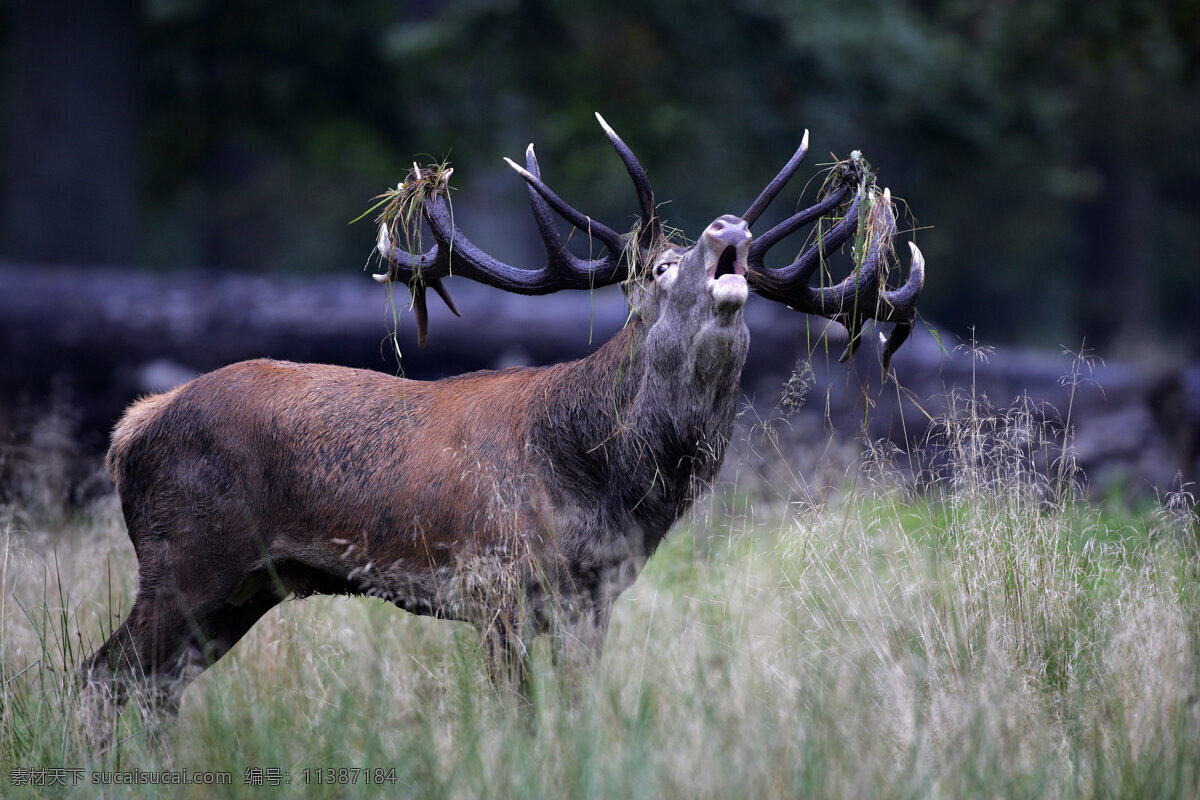草原 上 鹿 麋鹿 野生动物 动物世界 摄影图 陆地动物 生物世界