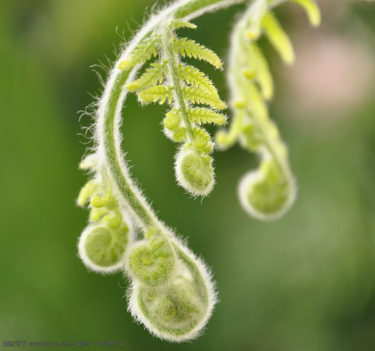 蕨类植物 绿色植物 蕨类特写 树木树叶 生物世界