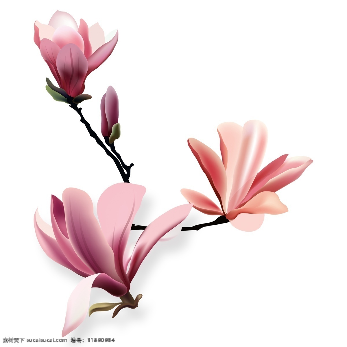淡 粉色 花卉 手绘 透明 唯美 花枝 绿色 装饰图案 透明素材 水彩 盛开 免扣素材