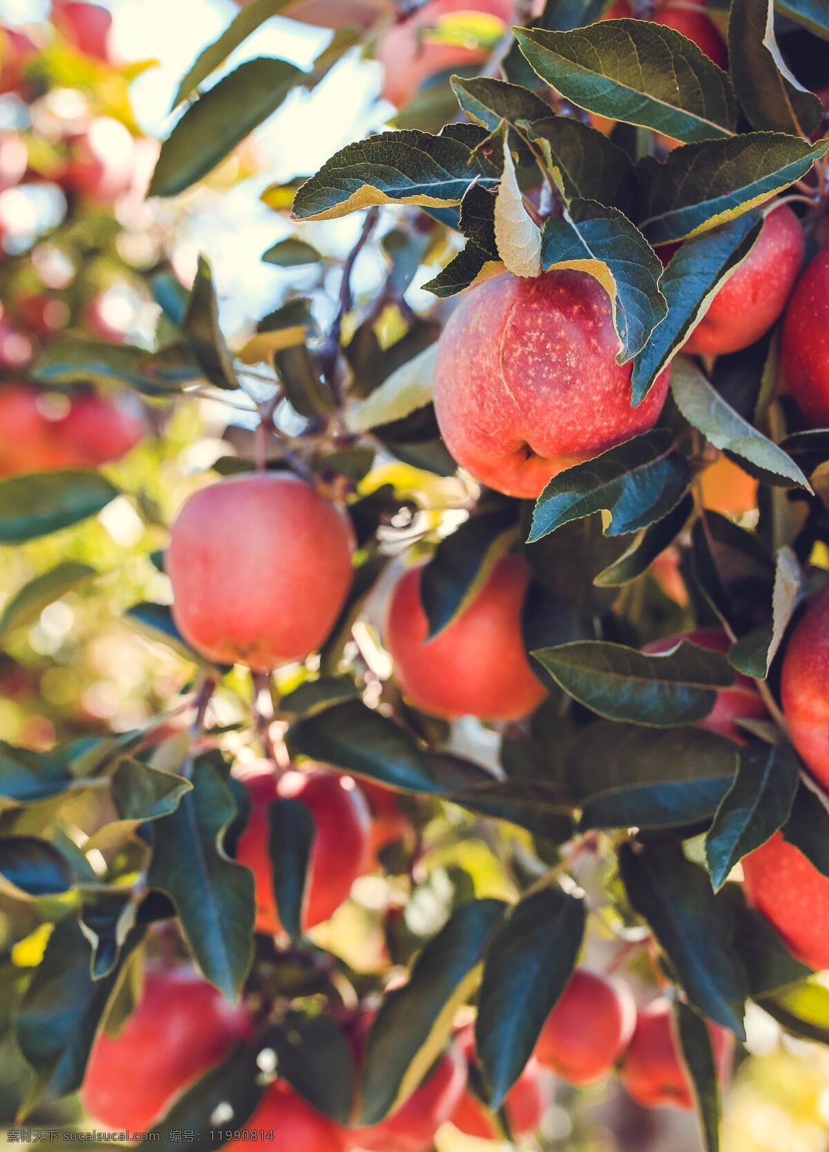苹果树 鲜红 苹果 红苹果 树上的苹果 没摘的苹果 野生苹果 个大的苹果 鲜红的苹果 红富士 一箱苹果 新鲜苹果 刚摘的苹果 水果 图库果蔬食物 生物世界