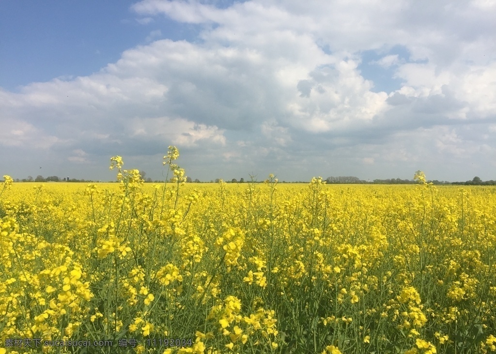 油菜花田 花海 菜籽花 金黄花海 自然景观 田园风光