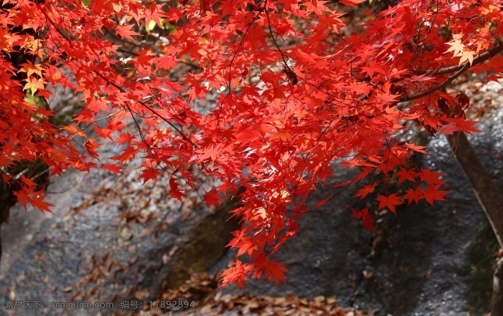 红枫叶 秋天 大自然 七彩 红色 植物 生物世界 树木树叶