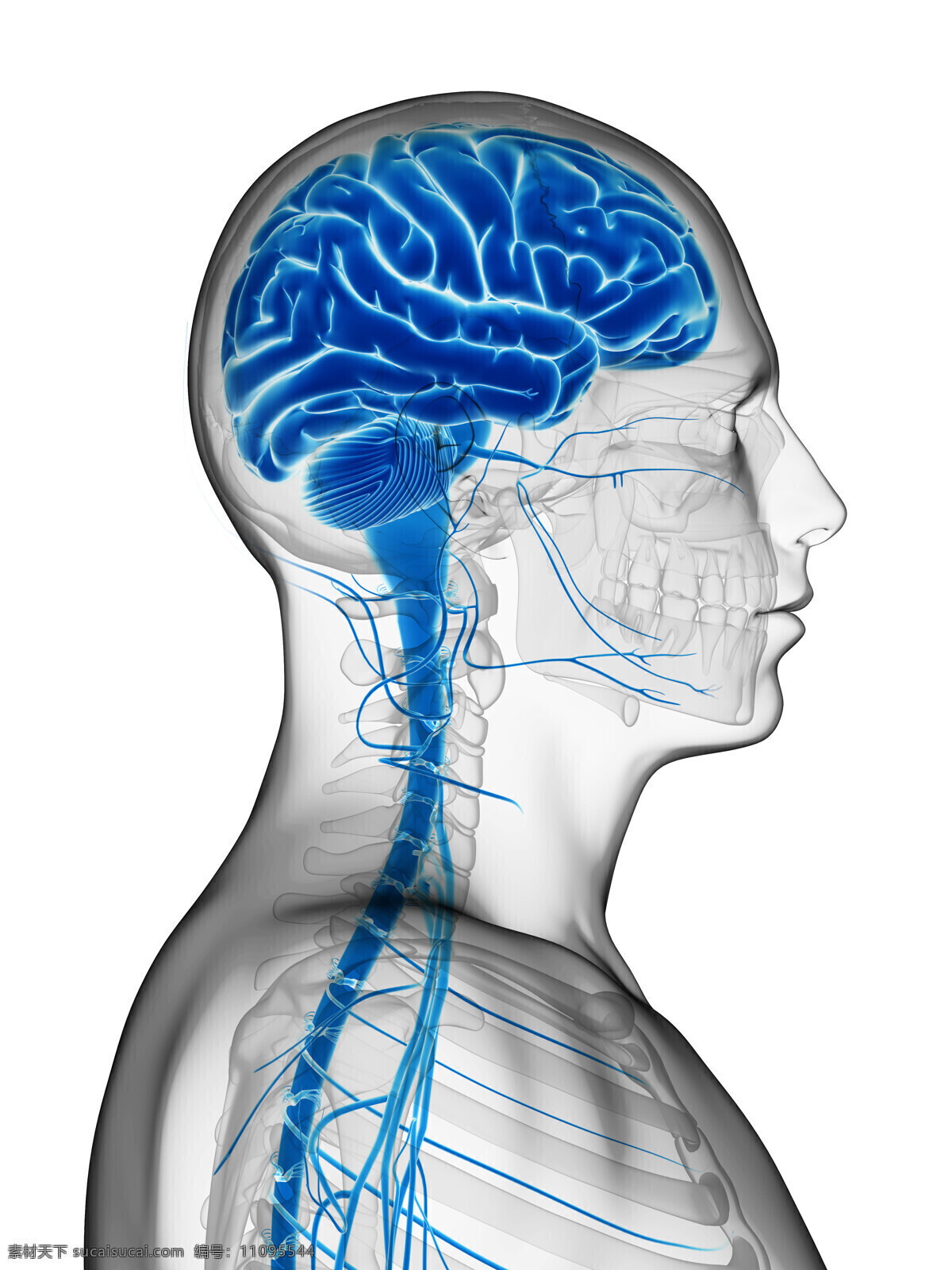大脑神经 模型 大脑 神经 人体模型 人体结构 人体器官 医学 生物 人体器官图 人物图片