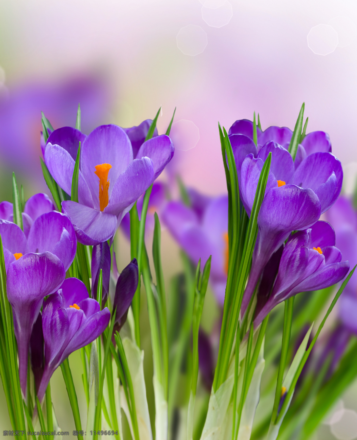美丽鲜花背景 美丽鲜花 春天花朵 春天背景 花朵 花卉 鲜花背景 梦幻背景 背景图片 花草树木 生物世界 紫色