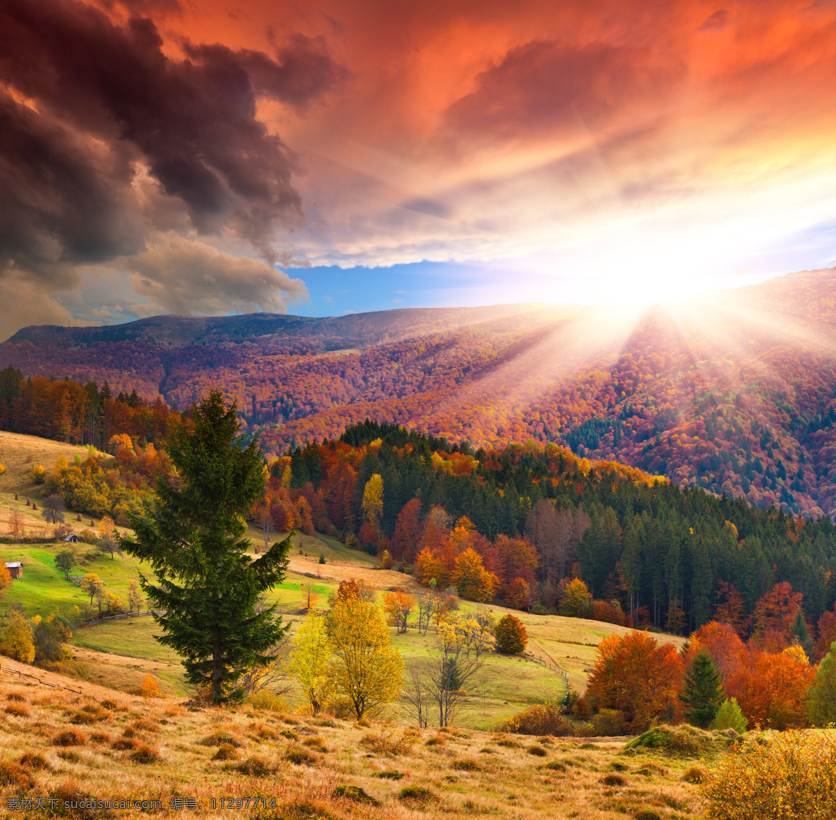 阳光 下 秋天 森林 秋季 草坪 树木 自然风光 山水风景 风景图片